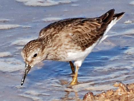 Least Sandpiper (Calidris minutilla)