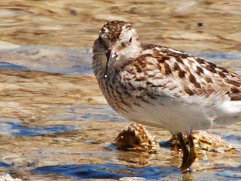 Least Sandpiper (Calidris minutilla)