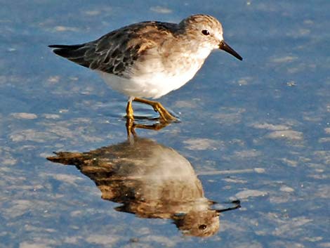 Least Sandpiper (Calidris minutilla)