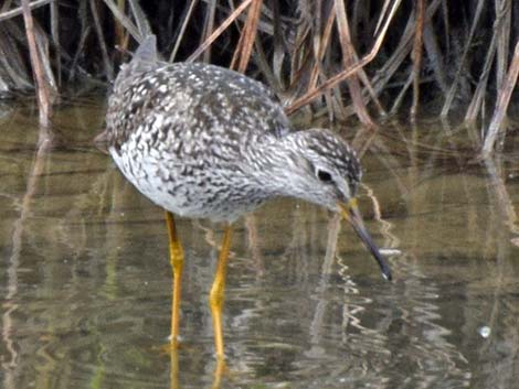 Lesser Yellowlegs (Tringa flavipes)