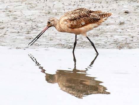 Marbled Godwit (Limosa fedoa)