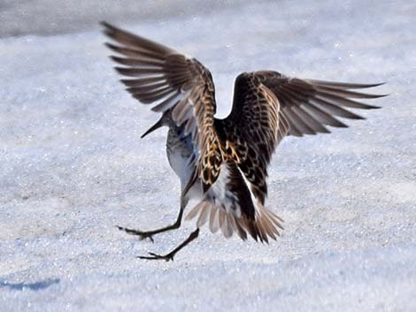 Pectoral Sandpiper (Calidris melanotos)