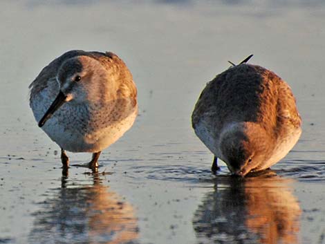 Red Knot (Calidris canutus)