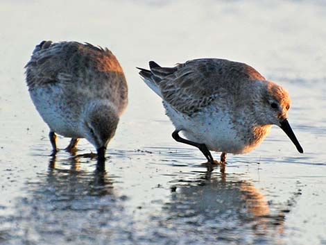 Red Knot (Calidris canutus)