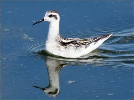 Red-necked Phalarope (Phalaropus lobatus)