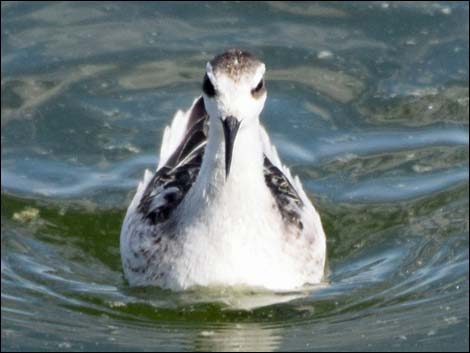 Red-necked Phalarope (Phalaropus lobatus)