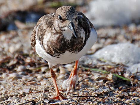 Ruddy Turnstone (Arenaria interpres)