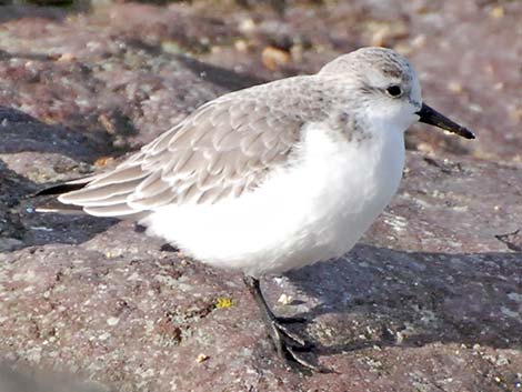 Sanderling (Calidris alba)