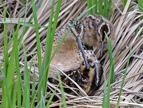 Short-billed Dowitcher (Limnodromus griseus)