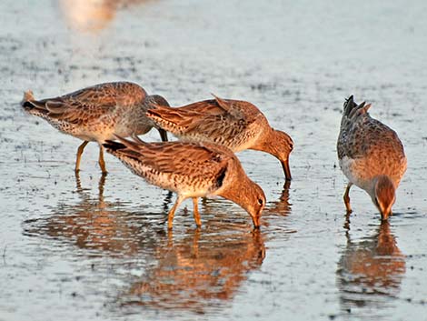 Short-billed Dowitcher (Limnodromus griseus)