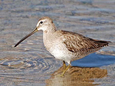 Short-billed Dowitcher (Limnodromus griseus)