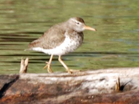 Spotted Sandpiper (Actitis macularius)