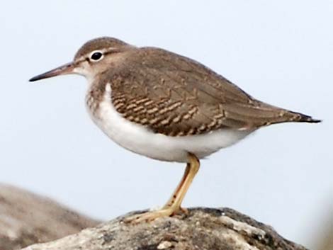 Spotted Sandpiper (Actitis macularius)