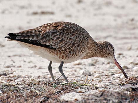 Whimbrel (Numenius phaeopus)