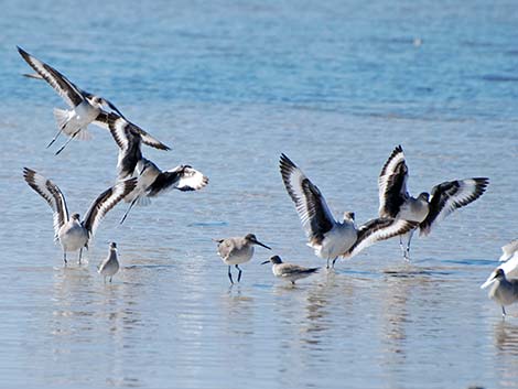 Willet (Catoptrophorus semipalmatus)