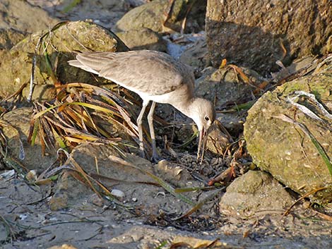 Willet (Catoptrophorus semipalmatus)