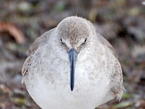 Willet (Catoptrophorus semipalmatus)