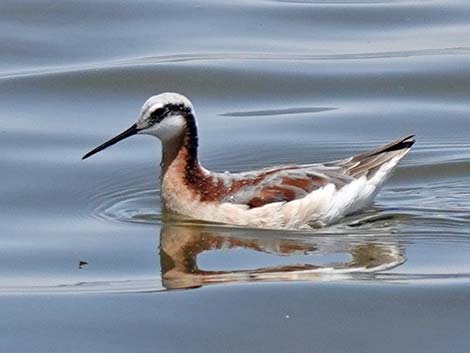 Wilson's Phalarope (Phalaropus tricolor)