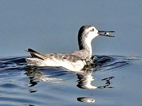 Wilson's Phalarope (Phalaropus tricolor)