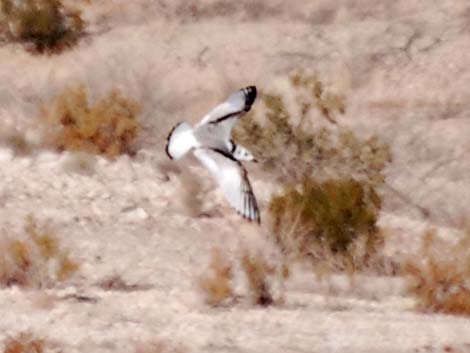 Black-legged Kittiwake (Rissa tridactyla)