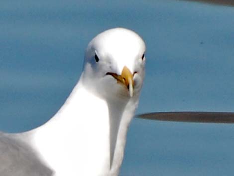 California Gull (Larus californicus)