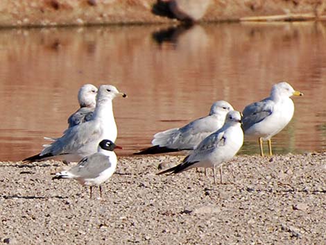 Franklin's Gull (Larus pipixcan)