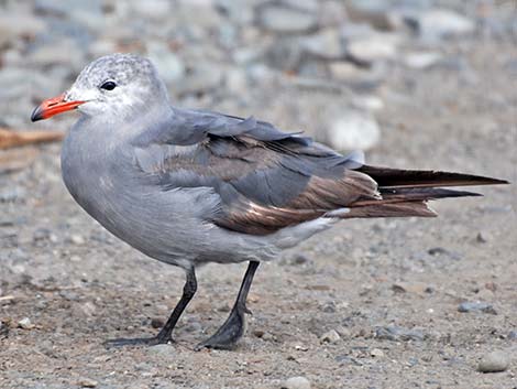 Heermann's Gull (Larus heermanni)