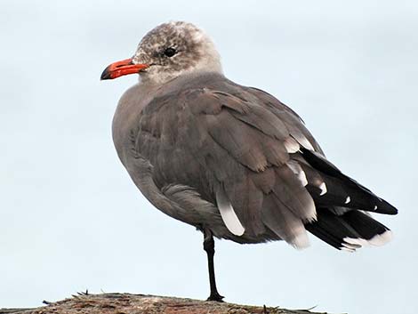 Heermann's Gull (Larus heermanni)