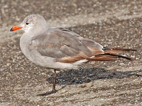 Heermann's Gull (Larus heermanni)