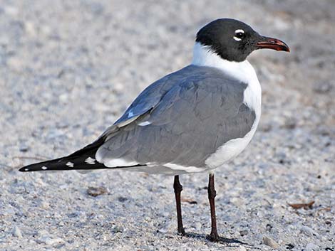 Laughing Gull (Leucophaeus atricilla)