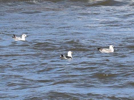 Lesser Black-backed Gulls (Larus fuscus)