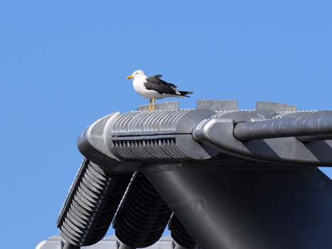 Lesser Black-backed Gulls (Larus fuscus)