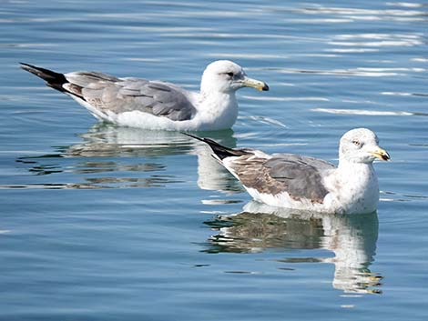 Lesser Black-backed Gulls (Larus fuscus)