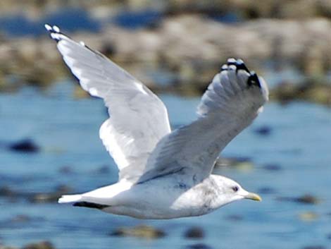 Mew Gull (Larus canus)