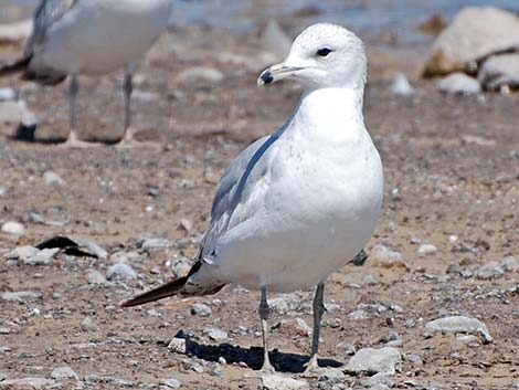 Ring-billed Gull (Larus delawarensis)