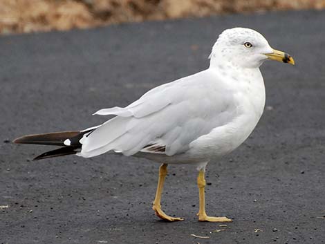 Charadriiformes - Shorebirds, Gulls, Terns, Seabirds