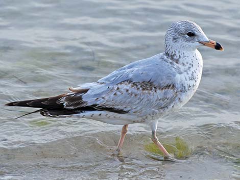 Ring-billed Gull (Larus delawarensis)