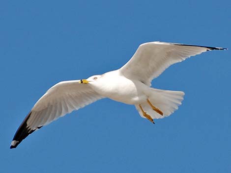 Ring-billed Gull (Larus delawarensis)