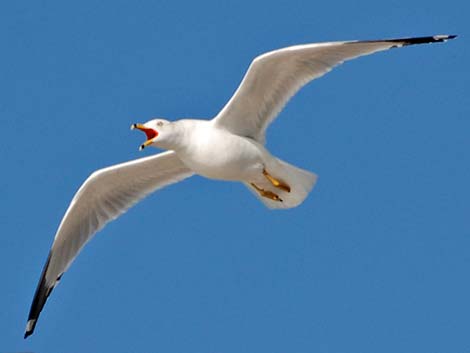 Ring-billed Gull (Larus delawarensis)