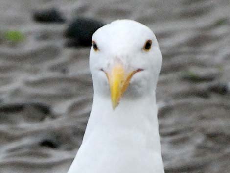 Western Gull (Larus occidentalis)