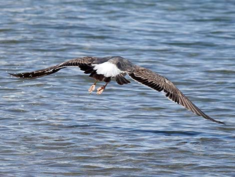 Yellow-footed Gull (Larus livens)