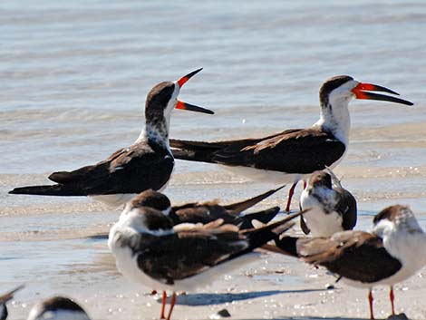 Black Skimmer (Rynchops niger)