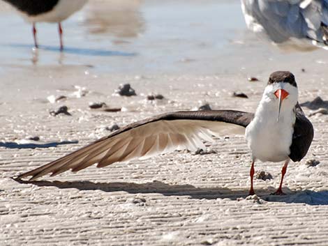 Black Skimmer (Rynchops niger)