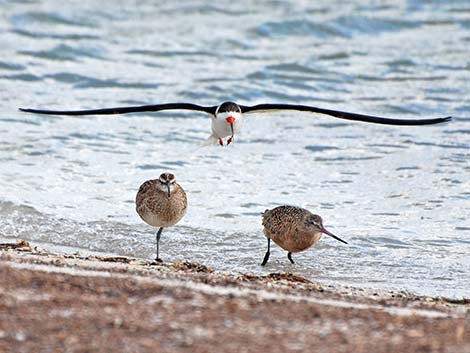 Black Skimmer (Rynchops niger)