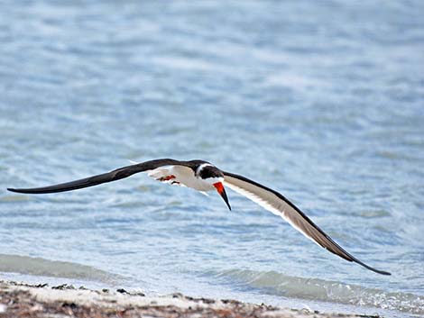 Black Skimmer (Rynchops niger)