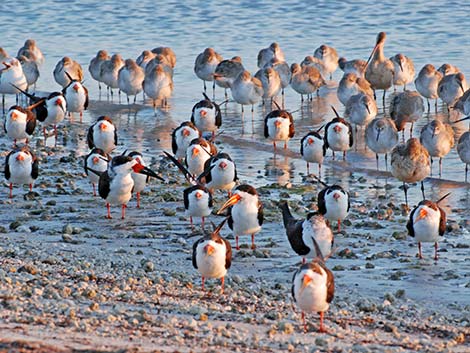 Black Skimmer (Rynchops niger)