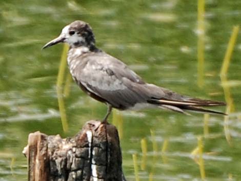 Black Tern (Chlidonias niger)