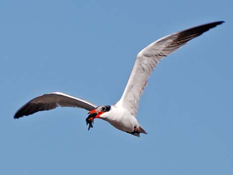 Caspian Tern (Sterna caspia)