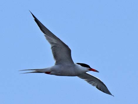 Common Tern (Sterna hirundo)