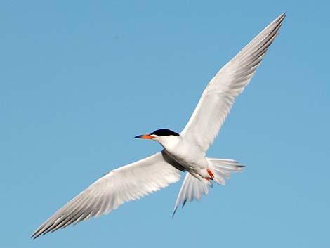 Forster's Tern (Sterna forsteri)